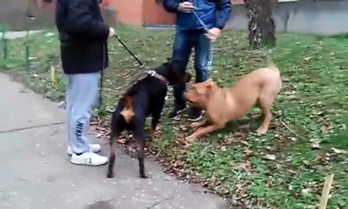 Rottweiler VS Dogue de Bordeaux