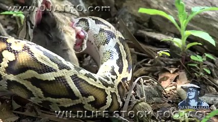 Python Attack Compilation 02 Time Lapse