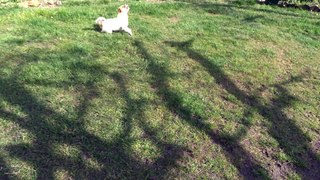 A fond les pattes - Le ballon de baudruche