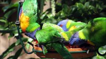 Rainbow-Parrot---Beautiful-lorikeet-parrots-compilation-bird