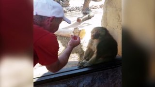 Baboon Utterly Shocked By Human's Slick Magic Trick