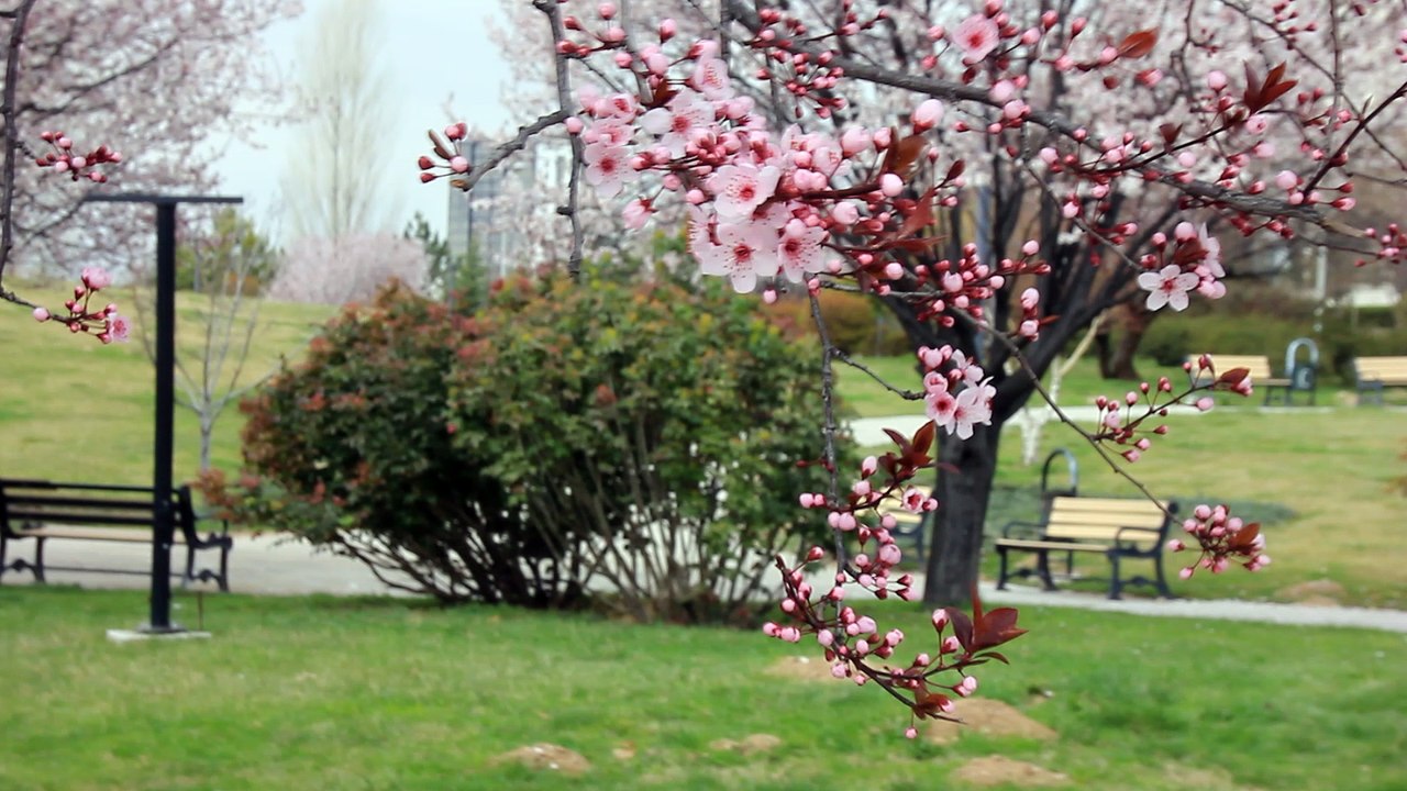 Bahar dalı