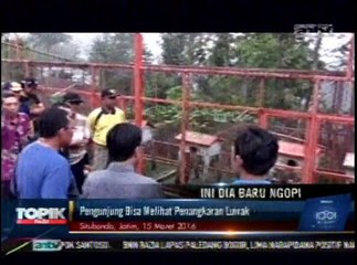 Surga Kopi Luwak di Situbondo, Jawa Timur