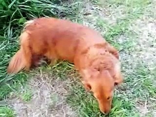 my momo and apple roaming around