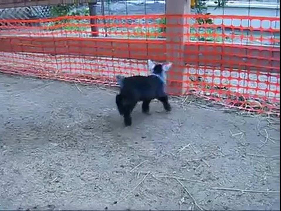 funny 2 little goats