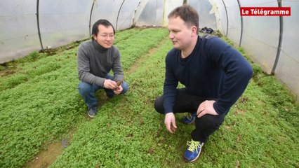 Champignons. Première récolte bretonne de morille