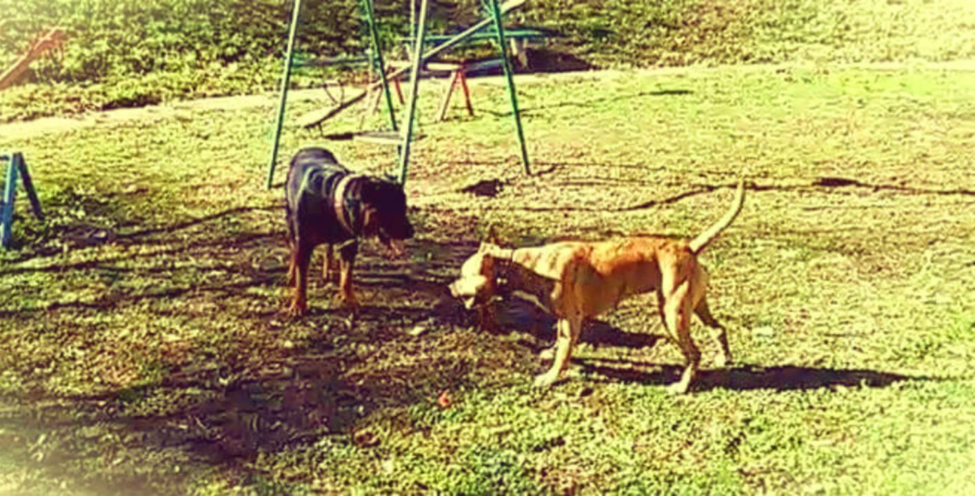 Pit Bull VS Rottweiler