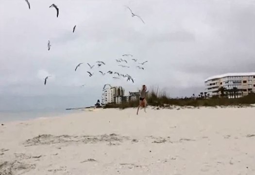 Une jeune fille littéralement assaillie par des mouettes sur la plage