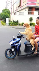 Dog rides Moped Scooter wearing sunglasses down busy street!