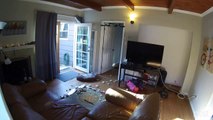 Dog runs after Chicken destroying an entire living room in his master's House!