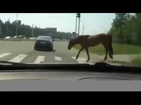 RUSSISCHE KAMERA Fahren. Das Pferd auf der Straße, das Auto Feuer das Feuer, der Anhänger.