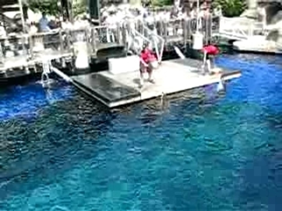 Dolphin 0