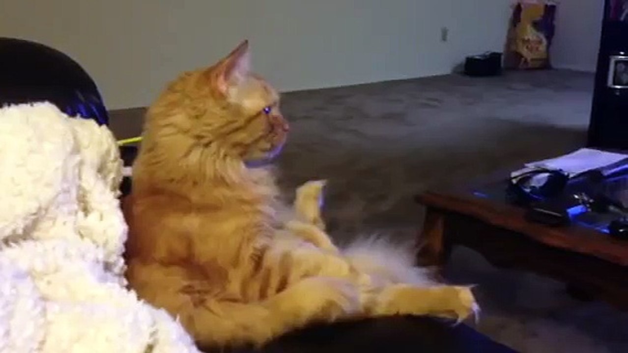 Cat watching hockey