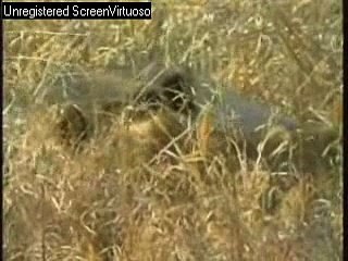 WE/Djuma Lions part one