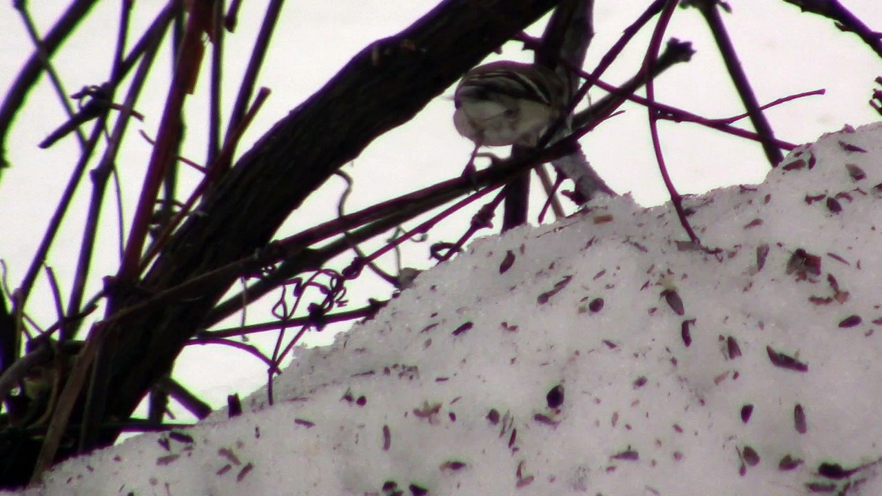 les oiseaux