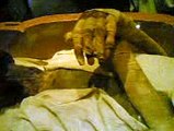 Firoun( Ramses  ) Dead Body