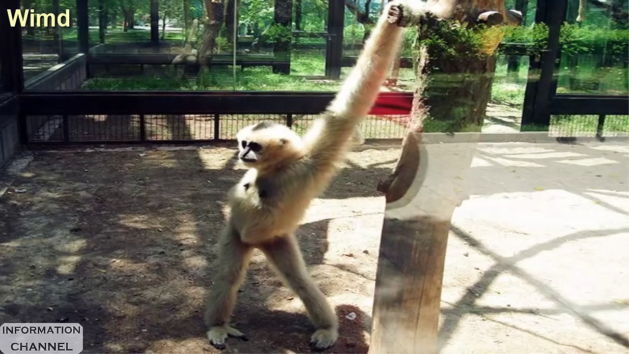When animal posing for photography | Funny animal pictures 2016 January