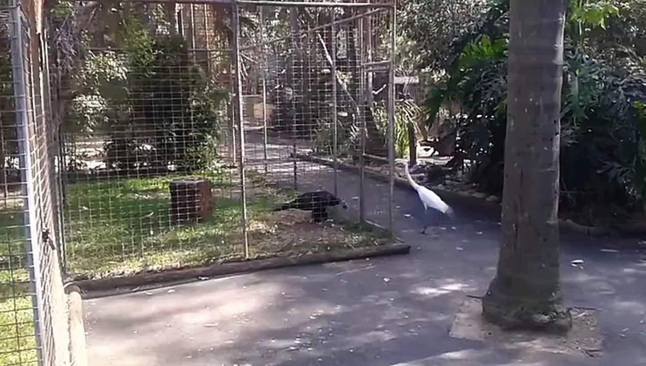 Une grue provoque un aigle en cage
