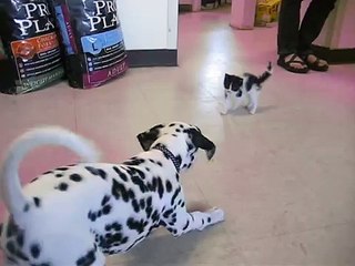 Tải video: Per la prima volta, questo dalmata, incontra un gatto. Ecco la sua reazione!