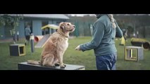 Un Cane Attende Il Suo Amico A Due Zampe: La Sua Storia Fa Piangere E Riflettere Molto!