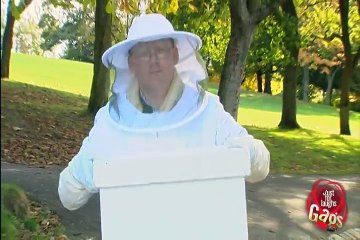 Killer Bees Attack Prank!
