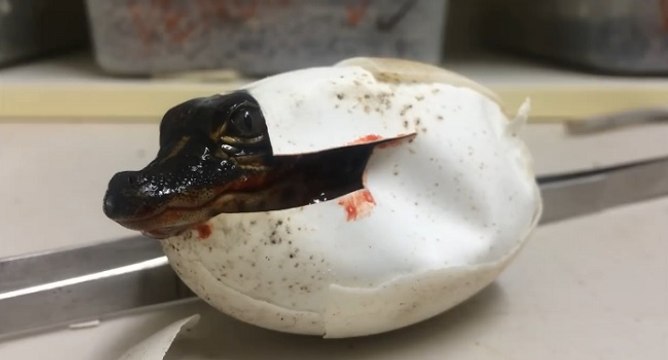Les images magnifiques de la naissance d'un alligator