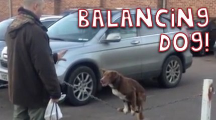 Amazing Dog Balances on Fence Chain