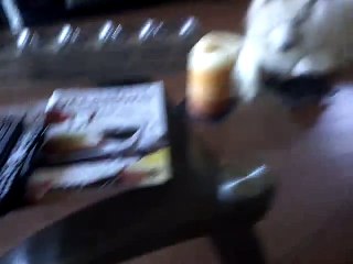 Little kitten playing with his samoyed (Vidor)  )