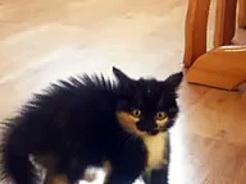MAD KITTEN