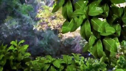 Coração Indomável Capítulo 161 SEM CORTES