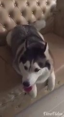 ดู เชอบัว ยูโร มายา ตอนที่ 2 แค่พามายาไปหาหมอเอง กลับบ้านมาเป็นเรื่องเลย!!