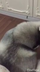 ดู เชอบัว ยูโร มายา ตอนที่ 5 แม่จ๋า! บัวไม่ไหวแล้ววว