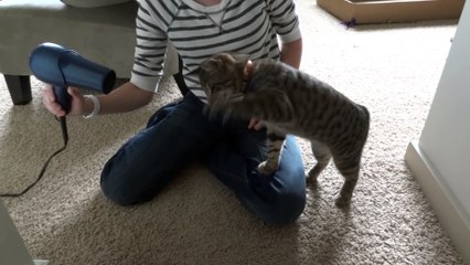 Oskar the Blind Kitten Versus Hair Dryer - Epic Cat Battle