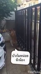 ดู เชอบัว ยูโร มายา ตอนที่ 14 ผัดไท เอ็งตายยยยยย 18