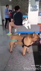 ดู เชอบัว ยูโร มายา ตอนที่ 13 บุกที่ไหน? วุ่นวายที่นั่น โรงพยาบาลสัตว์ทองหล่อ