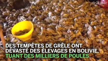 Des tempêtes de grêle dévastent des élevages de poule en Bolivie