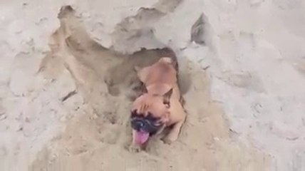 ดู เชอบัว ยูโร มายา ตอนที่ 48 กบทำได้