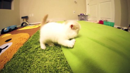Kitten Bun Bun s Funny Reactions to Camera