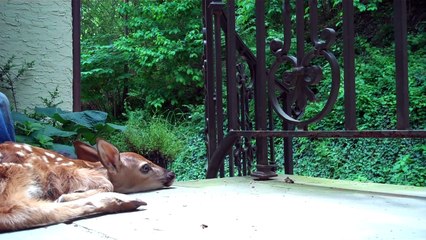 Kitten excited to see baby deer on the front porch