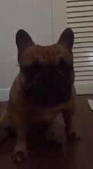 ดู เชอบัว ยูโร มายา ตอนที่ 53 พี่เจ็บและพี่จำ