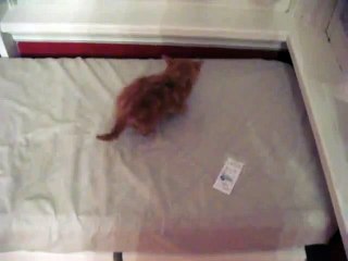 Kitten Freaks Himself Out (original)