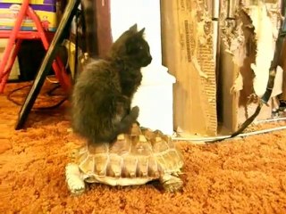 Kitten riding tortoise (Music by Henry Mancini)