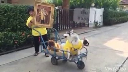 ดู เชอบัว ยูโร มายา ตอนที่ 44 รถเข็น for dad
