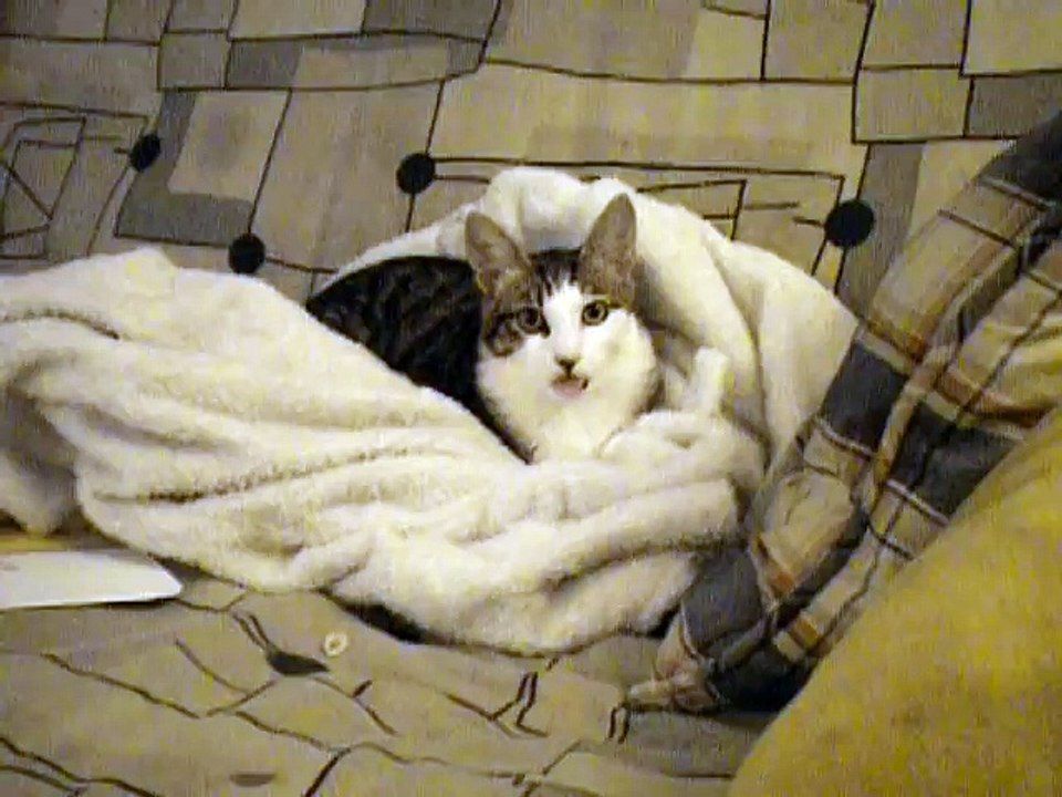 Kitten suckles air  ORIGINAL