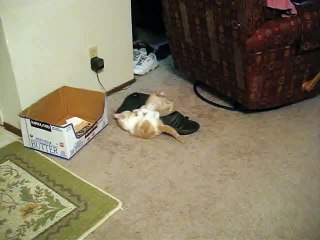 Kitten trying to play with Big Cat