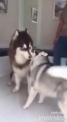 ดู เชอบัว ยูโร มายา ตอนที่ 57 บัวขอวันนึง วันอื่นๆจะเรียบร้อยเหมือนเดิม (สัญญา)