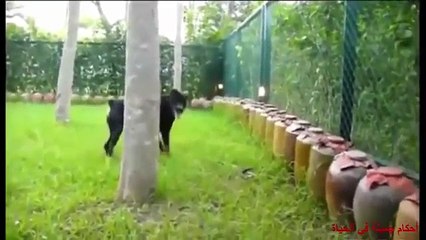 Dog vs Snake ► Real Fight 2016