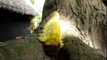 Extraña Criatura Peluda en el Amazonas | Strange Creature Peluda in the Amazon