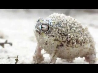 Extraño y divertido sonido de una rana | Strange and funny sound of a frog