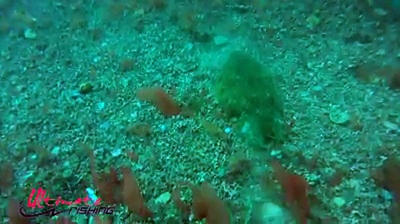 Sübye ve Kalamar avı